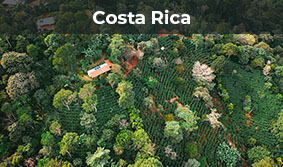 Aerial view of coffee fields in Costa Rica