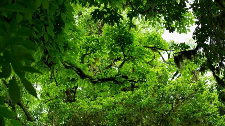 Forest for People, the Planet and Climate 