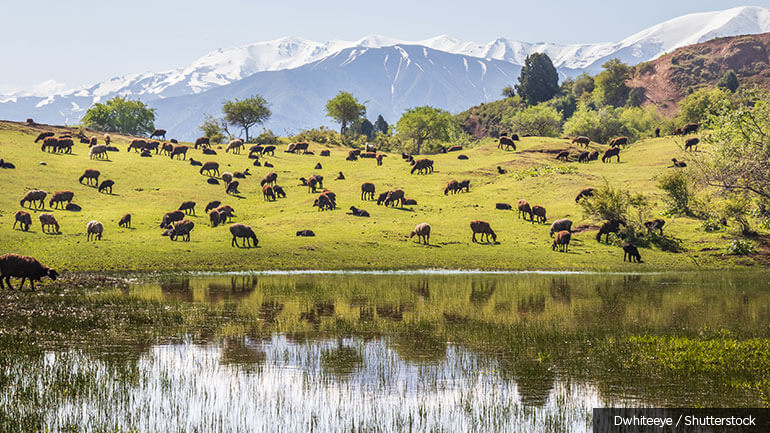 Sheep grazing near a lake in Uzbekistan with mountains in the background