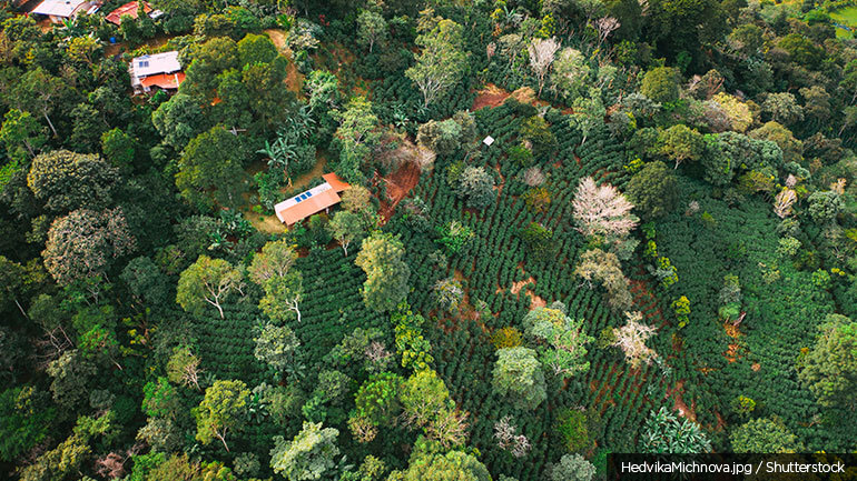 Aerial view of coffee fields in Costa Rica