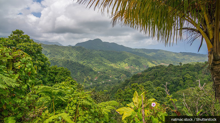 Forested mountain landscape in Dominica