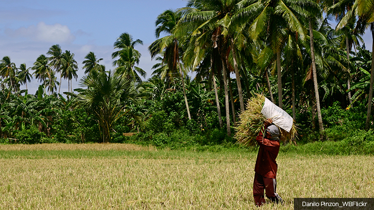 A man carried a bundle of rice across a field in Quezon Province, Philippines