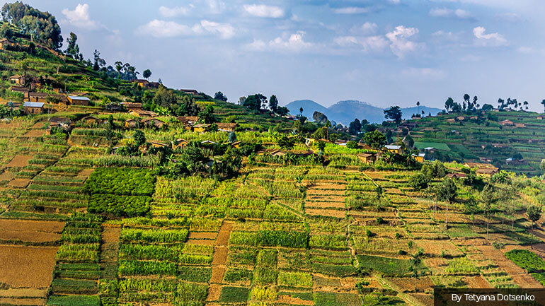 Agricultural terraces near Nyungwe National Park in southwest Rwanda