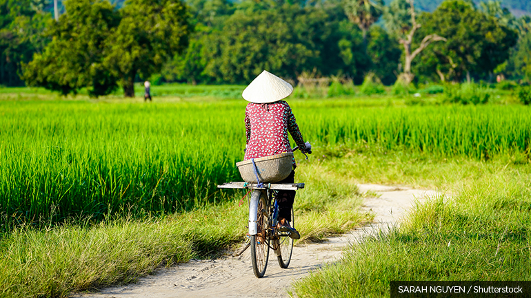 A woman rides a bicycle through rice fields in the Mekong Delta, Vietnam