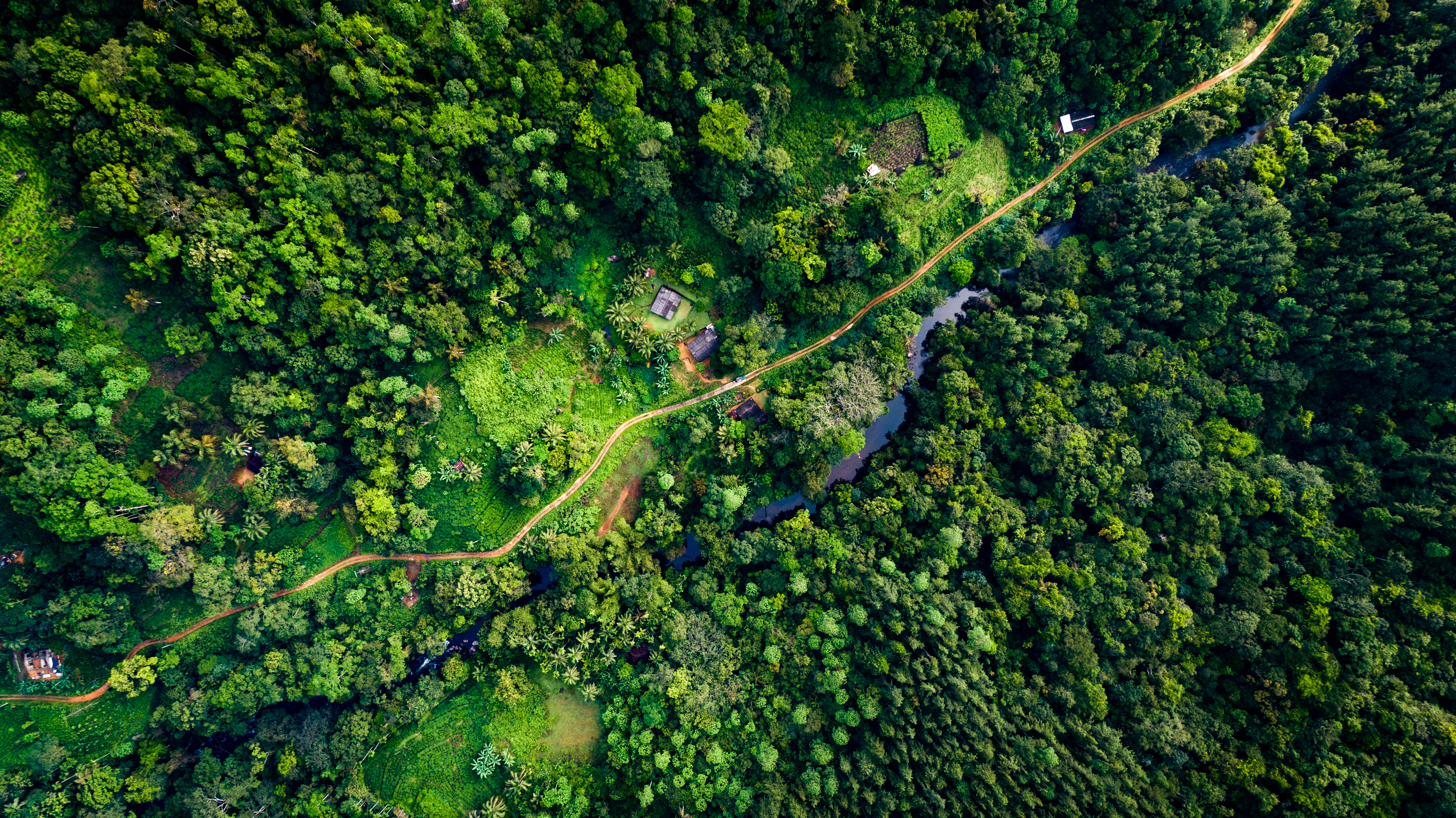 Aerial view of forest in Sri Lanka (Shutterstock)