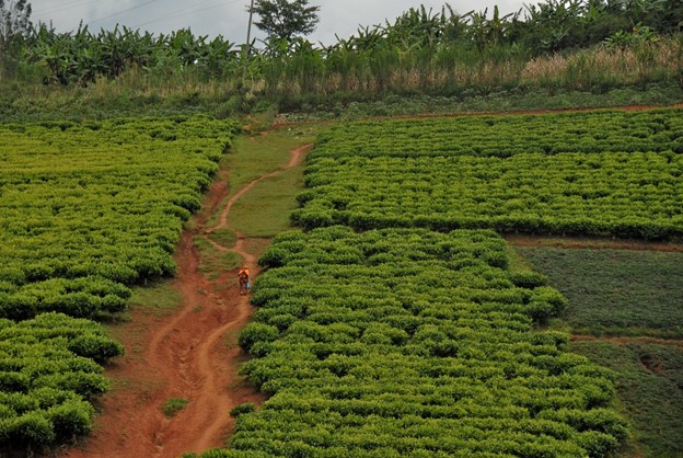 Burundi landscape