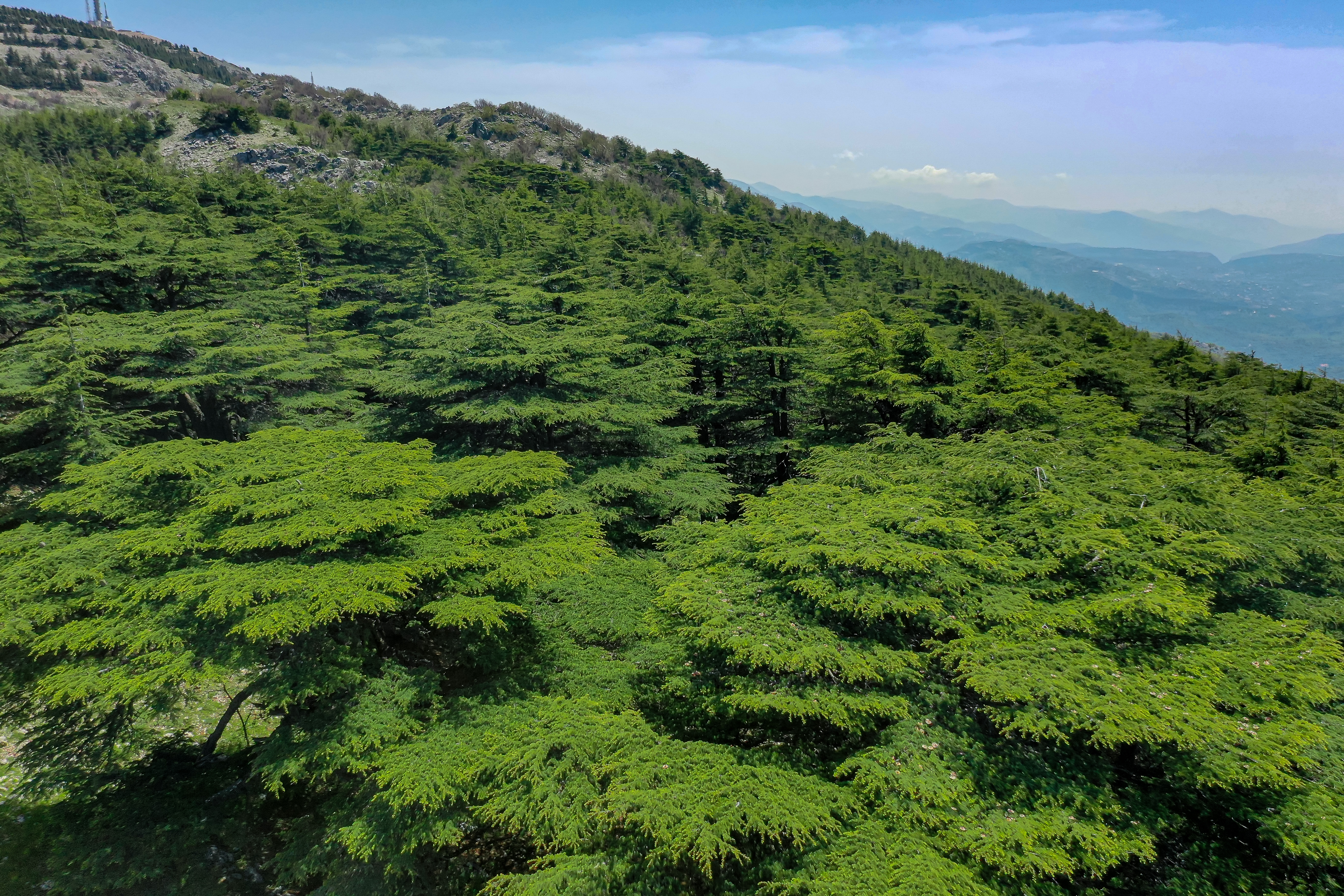 View of cedar trees with mountains in the distance