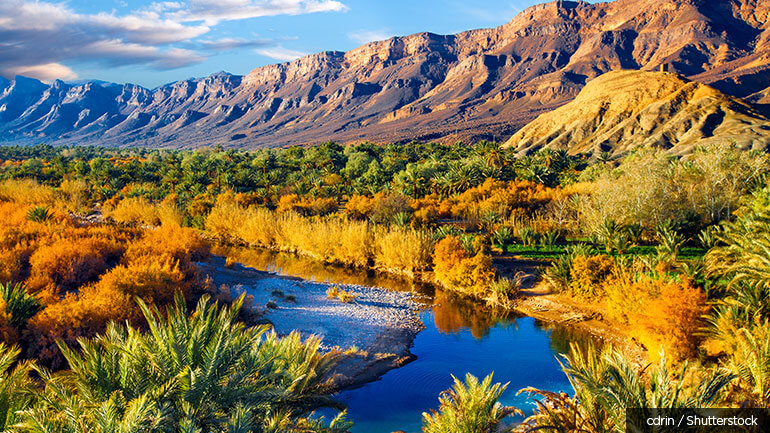 A lush oasis landscape with date palms in the Moroccan desert