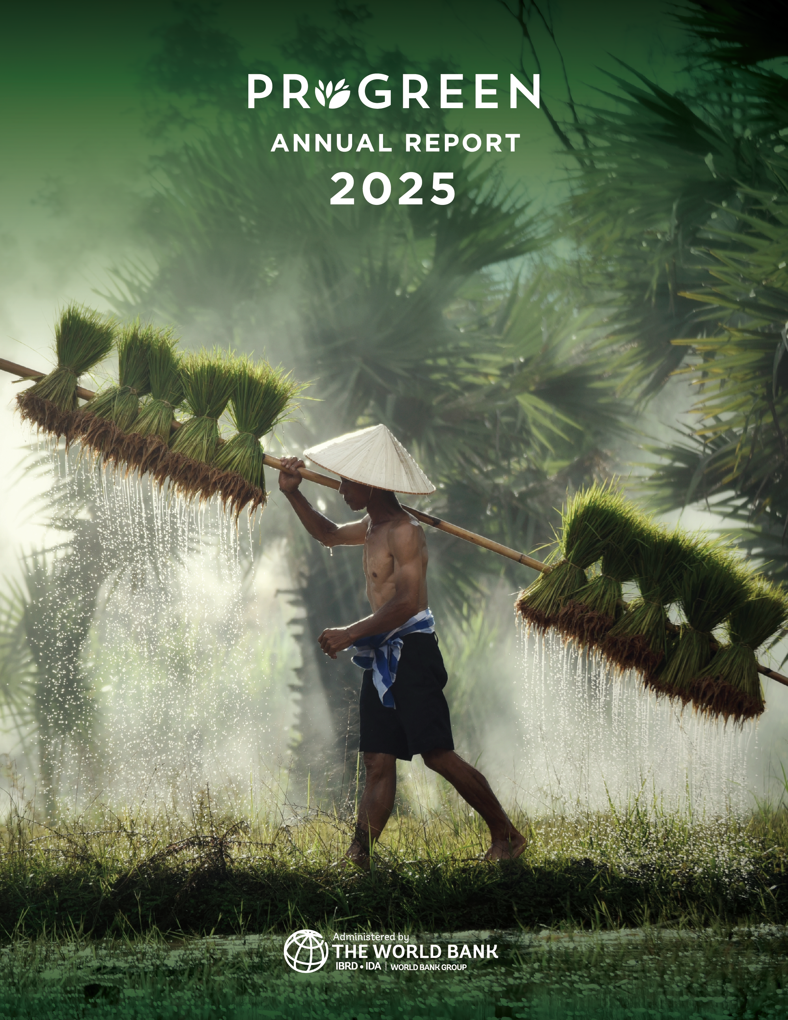 A man walking across a rice paddy field.