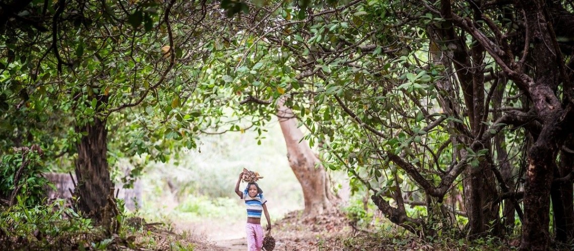 Global Knowledge Will Make Tomorrow's Forests and Landscapes More Resilient
