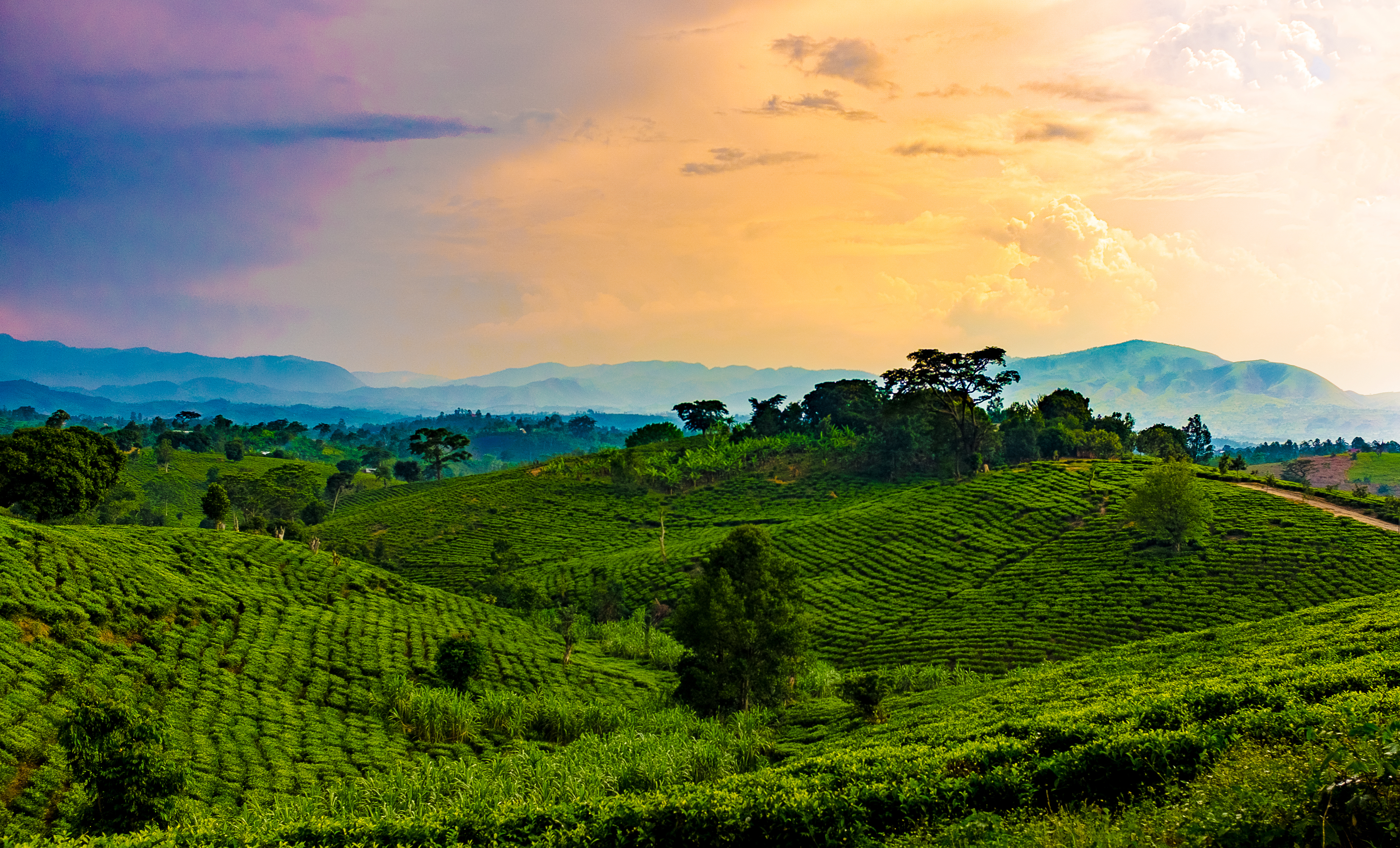 Hilly and forested landscape in Uganda (Ashim D Silva/shutterstock) Hilly and forested landscape in Uganda (Ashim D Silva/shutterstock)