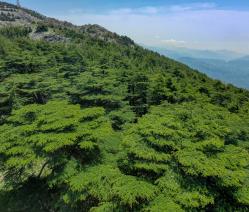 View of cedar trees with mountains in the distance