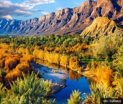 A lush oasis landscape with date palms in the Moroccan desert