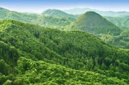 World Bank and Germany Launch Fund to Curb Forest Loss, Build Resilient Landscapes