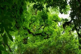 Forest for People, the Planet and Climate 