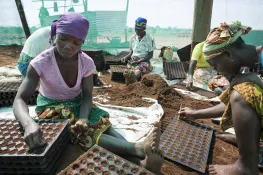 Women tend to seedlings in Nampula Province in the north of Mozambique