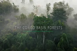 Thumbnail of Congo Basin Forests