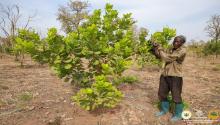 Tree farmer in Ghana